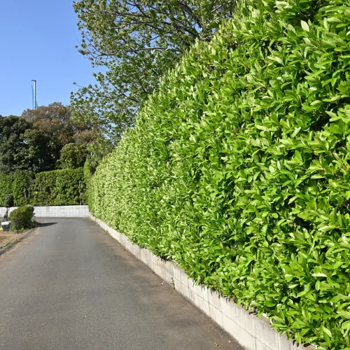 Hecken schneiden und entsorgen am Strassenrand in Wohnüberbauung.